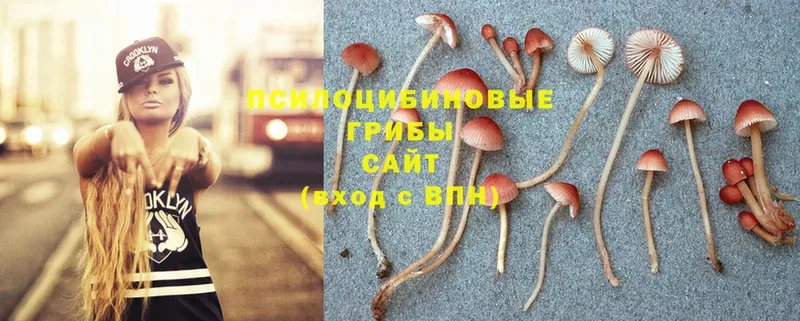 цены   Игарка  Псилоцибиновые грибы Psilocybe 